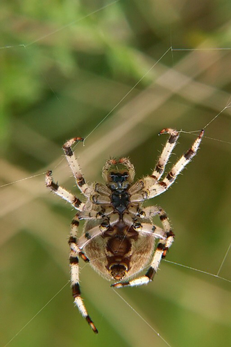 Four-spot Orbweaver