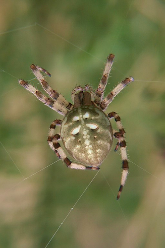 Four-spot Orbweaver