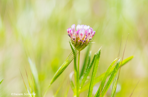 iNaturalist observation photo of tomcat clover