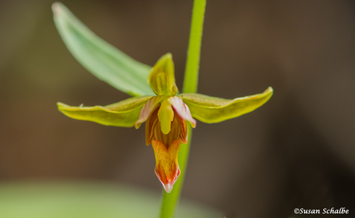 iNaturalist observation photo of Stream Orchid
