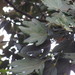 Oreopanax bogotensis - Photo (c) Juan Fernando Gómez Peña, all rights reserved, uploaded by Juan Fernando Gómez Peña