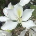 Bauhinia variegata candida - Photo (c) dinahs, kaikki oikeudet pidätetään