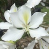White Bauhinia - Photo (c) dinahs, all rights reserved