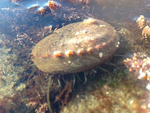 Green Abalone