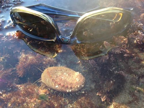 Green Abalone