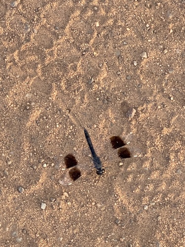 Southern Banded Groundling