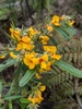 Alpine Shaggy-Pea - Photo (c) Frank Wong, all rights reserved, uploaded by Frank Wong