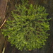 Lophocolea heterophylla - Photo (c) Marcin Klisz, todos los derechos reservados, subido por Marcin Klisz