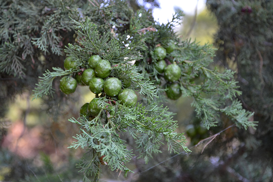 Cupressus sempervirens