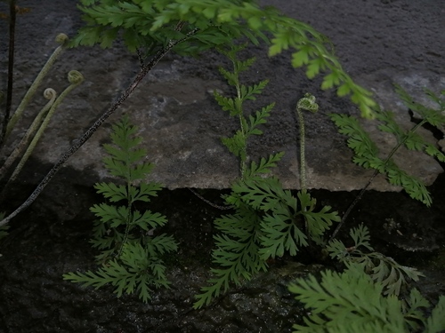 silver fern (Pityrogramma calomelanos)