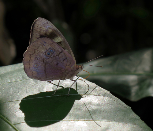 Eunica eurota · iNaturalist