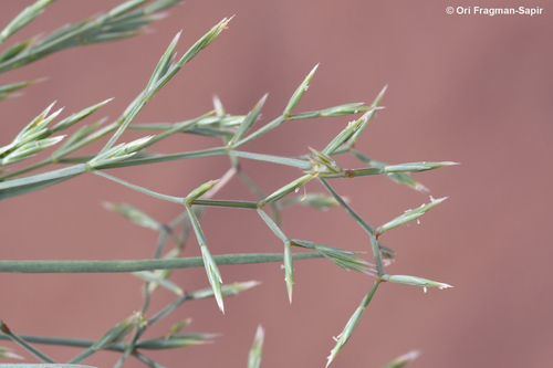 Memphisgrass (Cutandia memphitica)