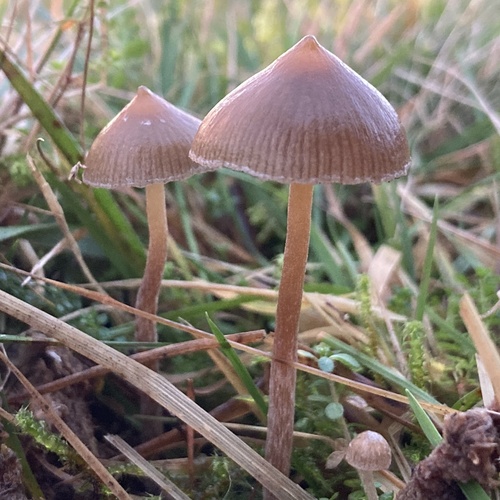 Psilocybe fimetaria