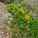 Senna stipulacea anglorum - Photo (c) Javier Conejeros Gastó, todos los derechos reservados, subido por Javier Conejeros Gastó