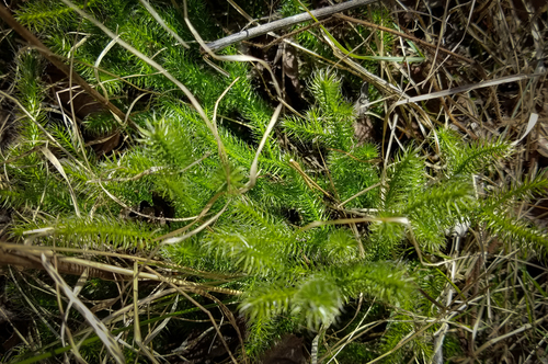 photo of Ground And Creeping Clubmosses (Lycopodium)