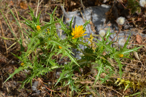common golden thistle