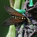 Eriphioides tractipennis - Photo (c) Rainer Deo, todos los derechos reservados, uploaded by Rainer Deo