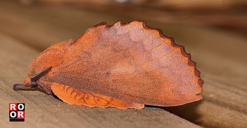 The Lappet