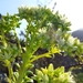 Aeonium urbicum urbicum - Photo (c) wojtest, all rights reserved, uploaded by wojtest