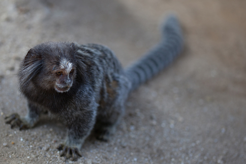 Common × Black-tufted-ear Marmoset
