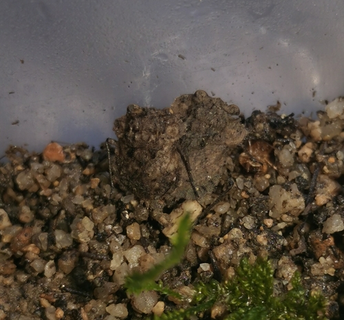 Nerthra indica
