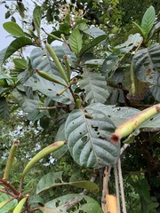 Ladenbergia heterophylla image