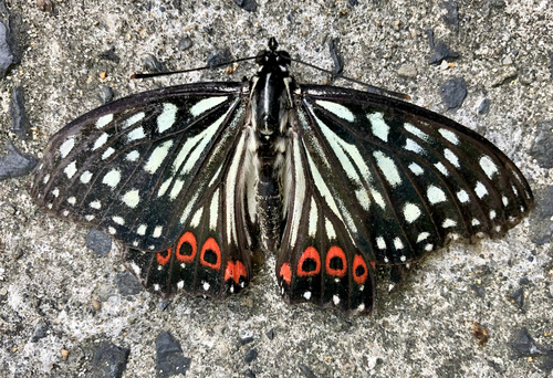 Subspecies Hestina assimilis shirakii · iNaturalist