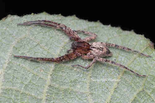 Anyphaena wuyi · iNaturalist