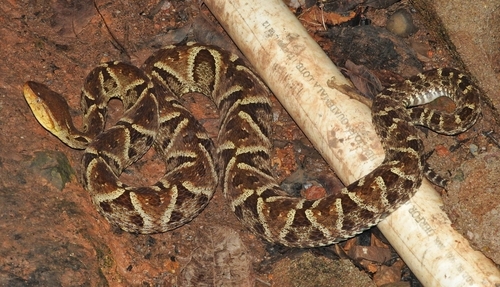 Terciopelo