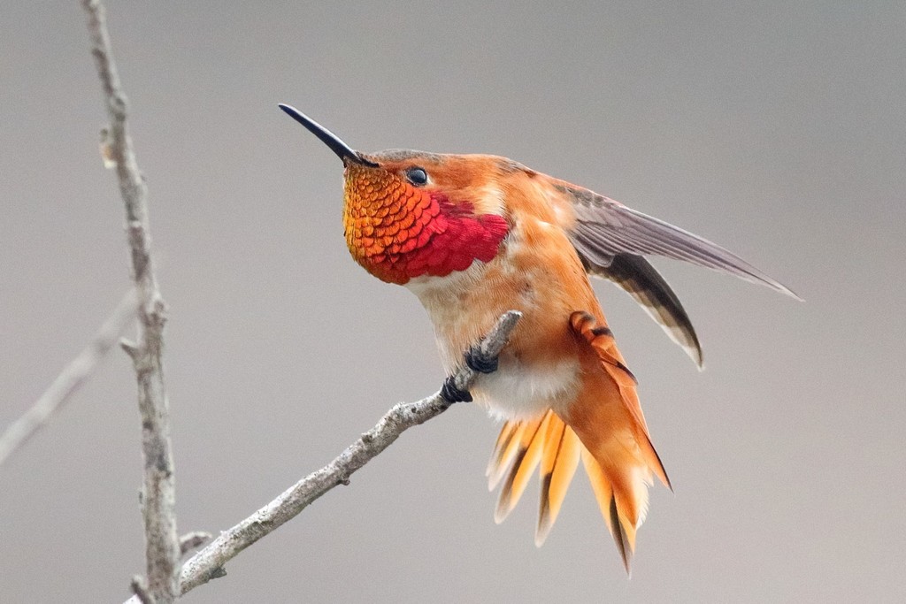 Selasphorus hummingbird