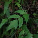 Fish-Tail Holly Fern - Photo (c) yongzhe, all rights reserved, uploaded by yongzhe