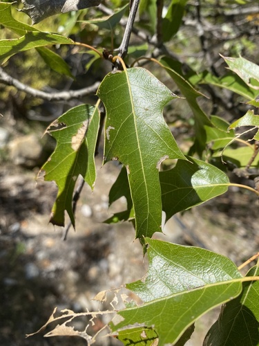 Robust Oak