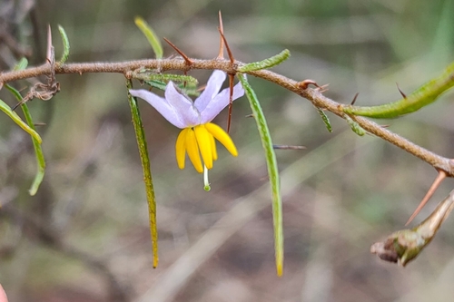 Solanum ferocissimum