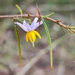 Solanum ferocissimum - Photo (c) vicky owen, כל הזכויות שמורות, הועלה על ידי vicky owen