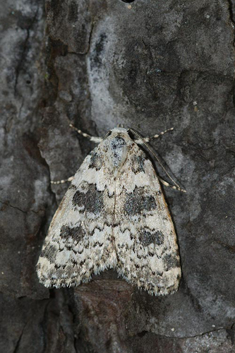 Marbled Beauty