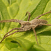 European Nursery Web Spider - Photo (c) Henk Wallays, all rights reserved