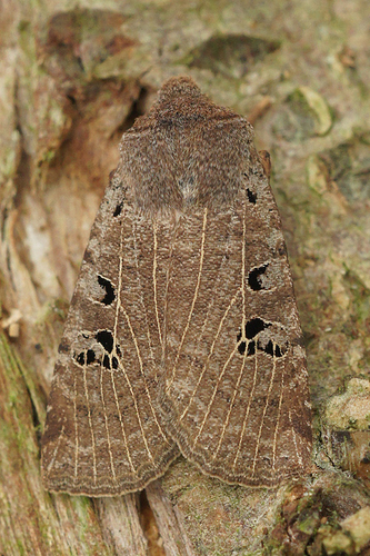 Black-spot Chestnut