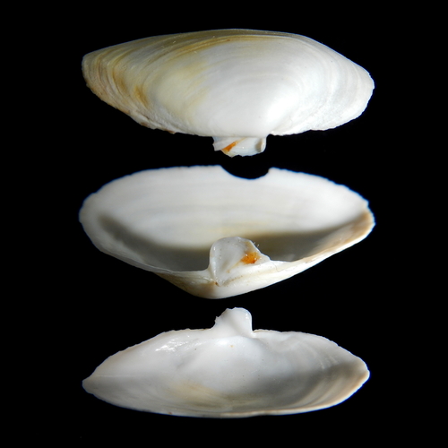 Soft-shelled Clam