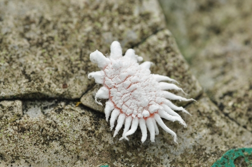 breadfruit mealybug