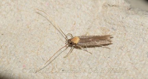 Tegenocharis tenebrans Gozmány, 1973