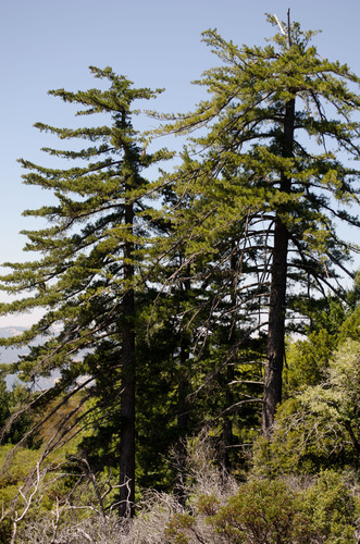 sugar pine
