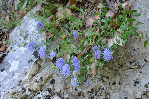 Campanula jacquinii