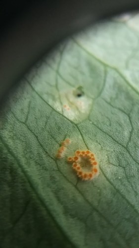 arum rust
