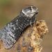 Poplar Carpenterworm Moth - Photo (c) David Beadle, all rights reserved, uploaded by David Beadle