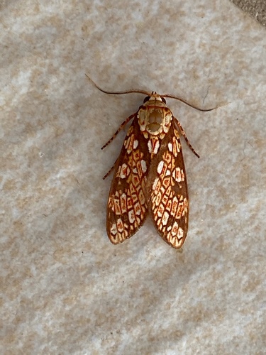 Cresera espiritosantensis