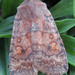 Three-spotted Sallow - Photo (c) Curt Lehman, all rights reserved, uploaded by Curt Lehman