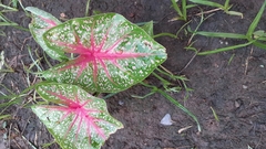 Caladium bicolor image