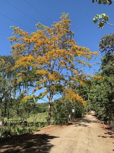 Pterocarpus hayesii image