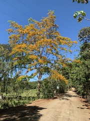 Pterocarpus hayesii image
