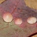 Phylloteras rubinum - Photo (c) Dave Webb, todos los derechos reservados, subido por Dave Webb